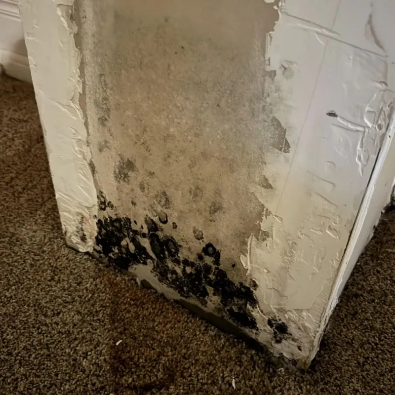 Professional Mold Removal in East Cleveland, OH